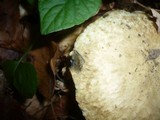 Gyroporus cyanescens image