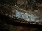 Helicosporium griseum image