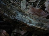 Helicosporium griseum image