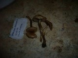Hebeloma collariatum image