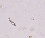 Gloeophyllum sepiarium image