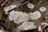 Porpidia albocaerulescens var. albocaerulescens image