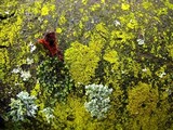 Candelariella efflorescens image