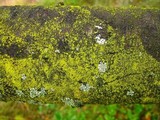 Candelariella efflorescens image