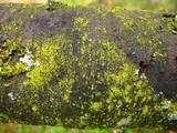 Candelariella efflorescens image