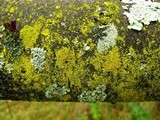 Candelariella efflorescens image