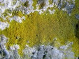 Candelariella efflorescens image