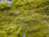 Candelariella efflorescens image