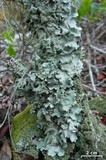 Parmotrema tinctorum image