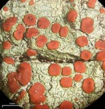 Ramboldia russula image