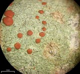Ramboldia russula image