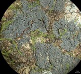 Coccocarpia prostrata image