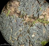 Coccocarpia prostrata image