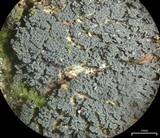 Coccocarpia prostrata image