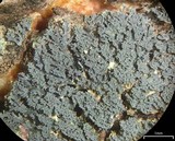 Coccocarpia prostrata image