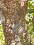 Coccocarpia prostrata image