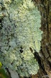 Dirinaria aegialita image