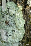 Dirinaria aegialita image