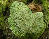 Dirinaria aegialita image