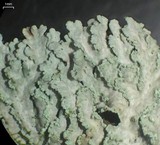 Heterodermia albicans image