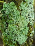 Heterodermia albicans image