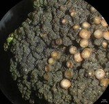 Leptogium chloromelum image