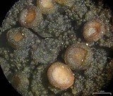 Leptogium chloromelum image