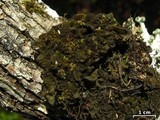 Leptogium isidiosellum image