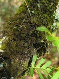 Leptogium isidiosellum image