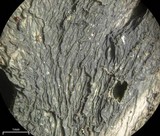 Leptogium isidiosellum image