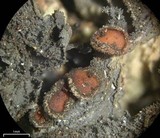 Leptogium isidiosellum image