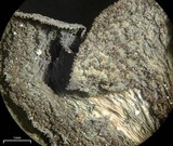 Leptogium isidiosellum image