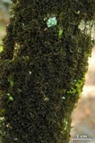 Leptogium marginellum image