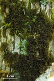 Leptogium marginellum image