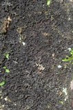 Leptogium marginellum image