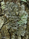 Pannaria lurida image