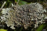Pannaria lurida image
