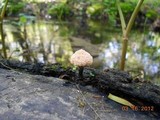 Xylaria cubensis image