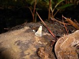 Xylaria cubensis image