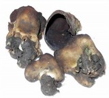 Helvella leucomelaena image