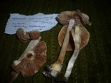Hebeloma crustuliniforme image