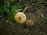 Hebeloma pallidoluctuosum image