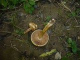 Hebeloma pallidoluctuosum image
