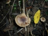 Hebeloma pusillum image