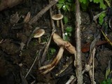 Hebeloma pusillum image