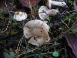 Hebeloma sordescens image