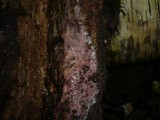 Helicobasidium purpureum image