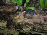 Helicobasidium purpureum image