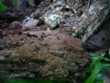 Helicobasidium purpureum image