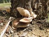 Omphalotus nidiformis image
